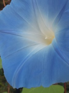 blue-morning-glory