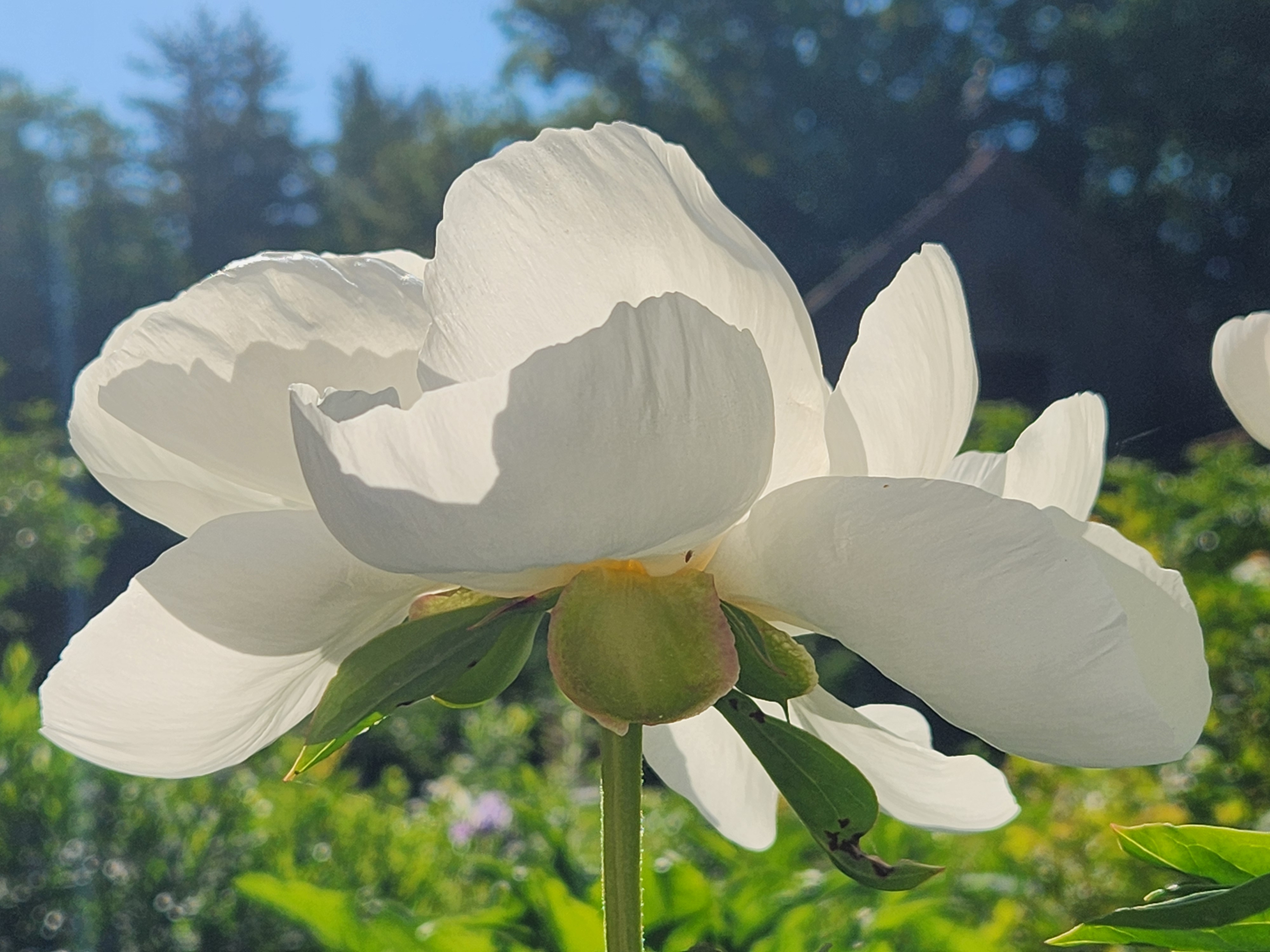white-peony-in-sunshine
