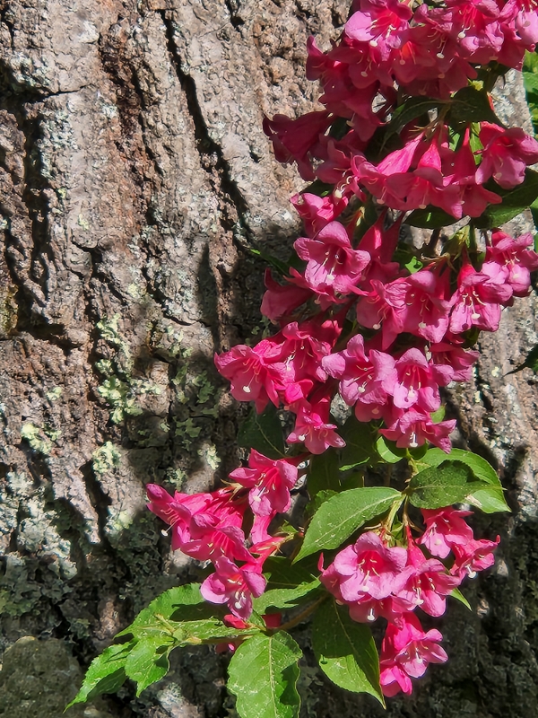 weigela-against-oak-tree