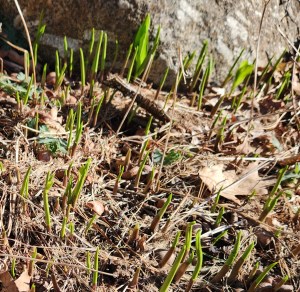 early-lily-of-the-valley
