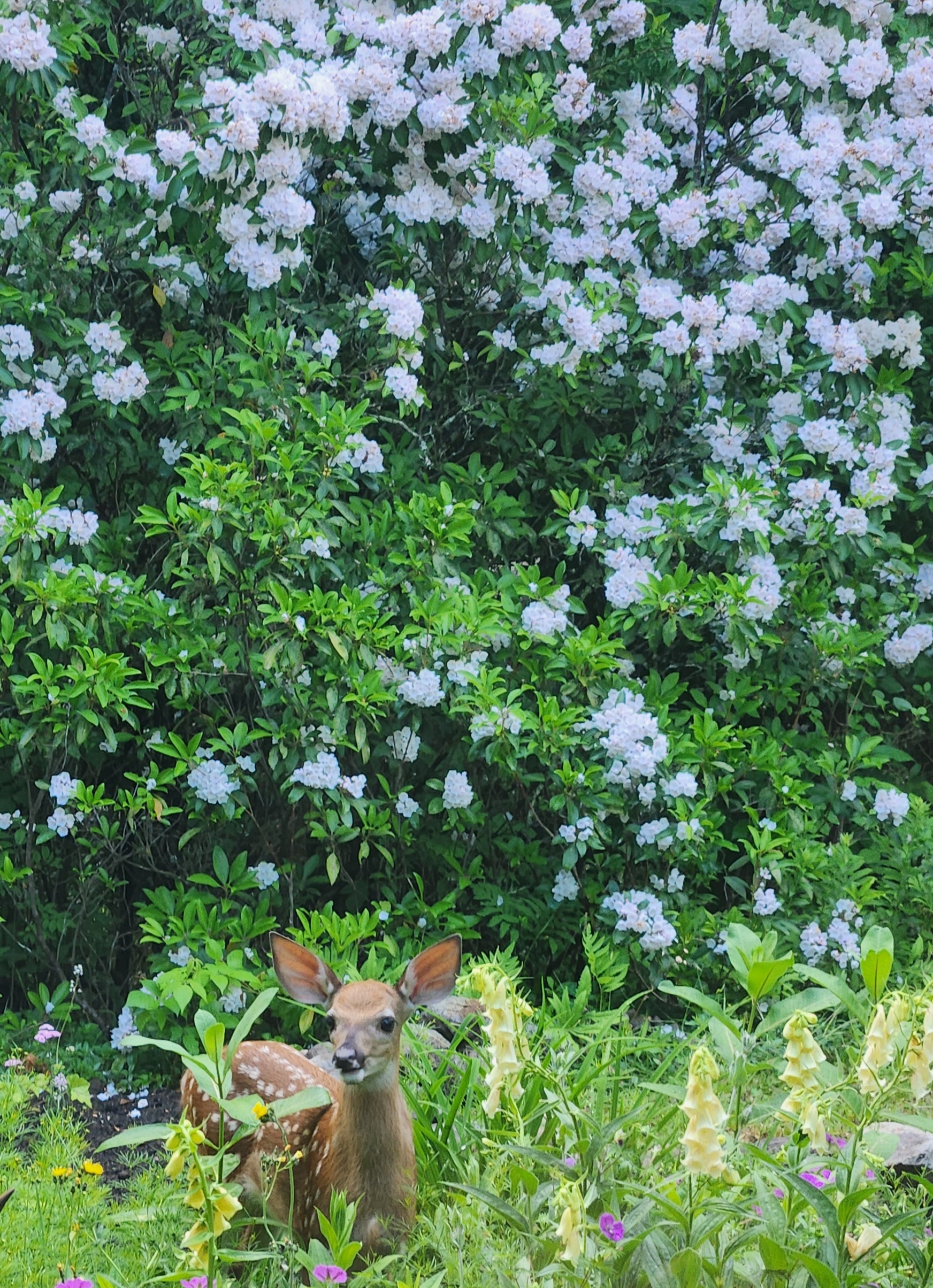 fawn-in-front-of-mountain-laurel
